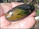 Elliptio ahenea (I. Lea, 1847) Southern Lance