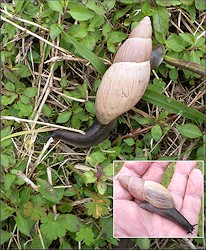 Euglandina rosea (Frussac, 1821) Rosy Wolfsnail In Situ