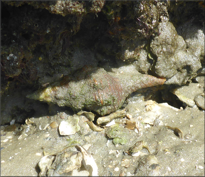 Triplofusus giganteus (Kiener, 1840) Juvenile In Situ