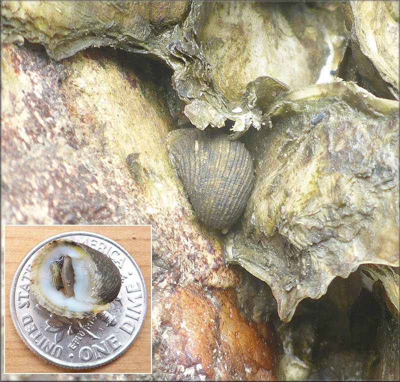 Nerita fulgurans Gmelin, 1791 Antillean Nerite Juvenile In Situ