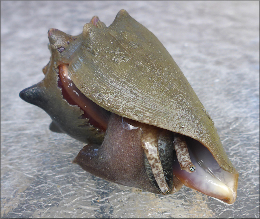 Strombus alatus Gmelin, 1791 Florida Fighting Conch Juvenile