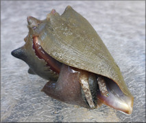 Strombus alatus Gmelin, 1791 Florida Fighting Conch Juvenile