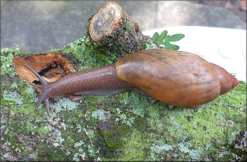 Euglandina rosea (Frussac, 1821)