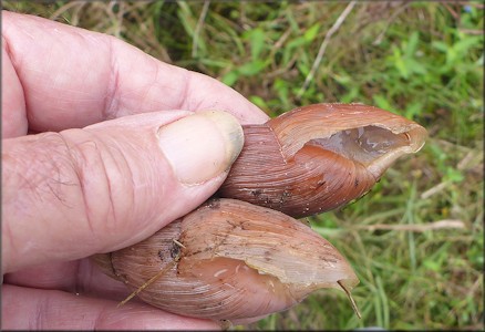 Euglandina rosea (Frussac, 1821) Damaged Shells