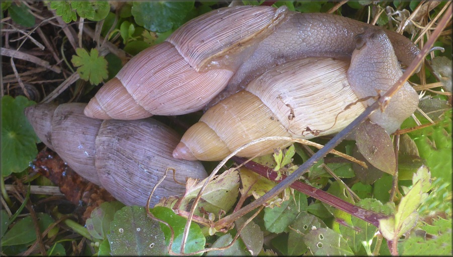 Euglandina rosea (Frussac, 1821) Mating Aggregation