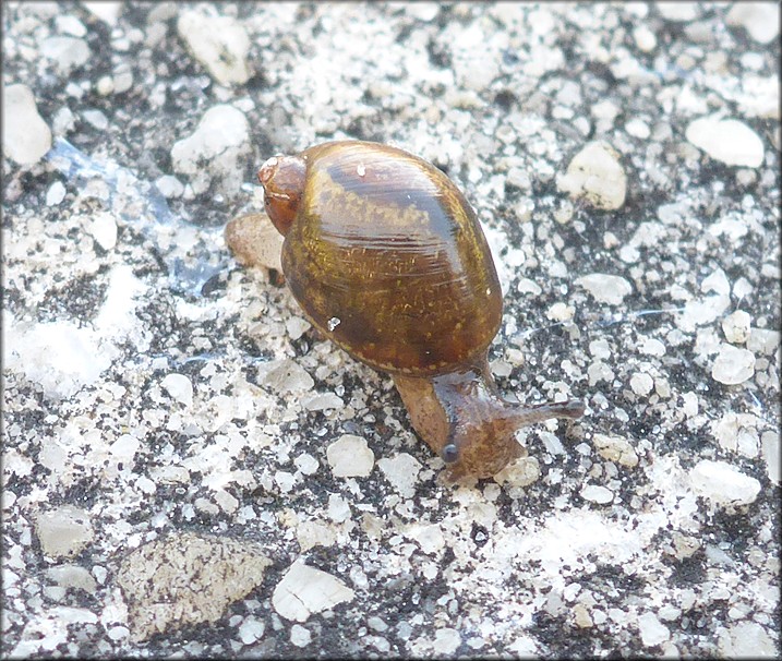 Succinea unicolor Tryon, 1866 Squatty Ambersnail