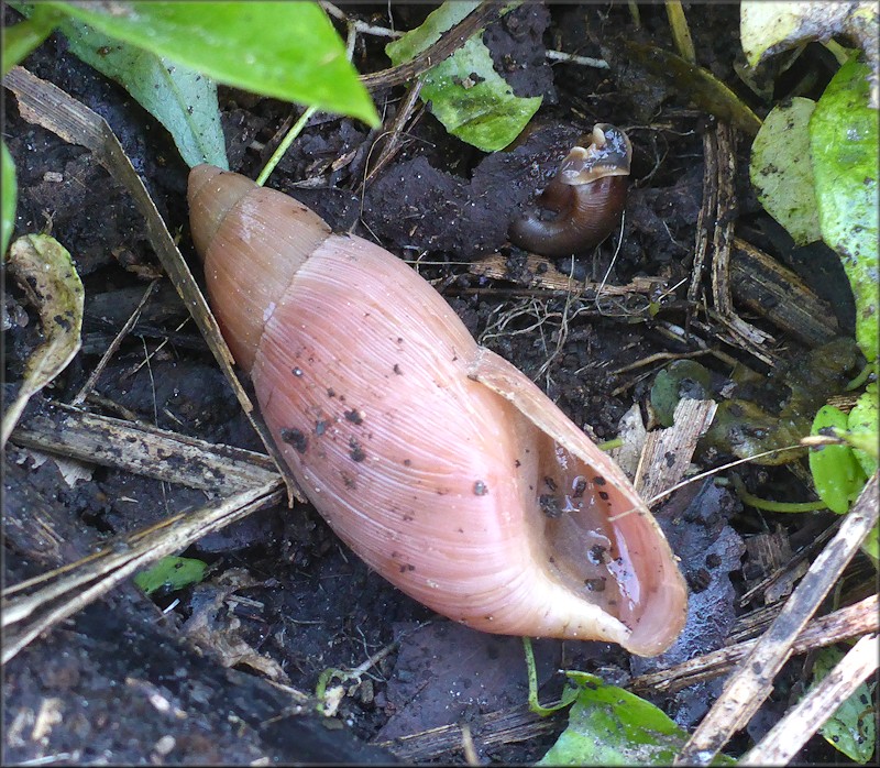 Euglandina rosea (Férussac, 1821) Rosy Wolfsnail In Situ