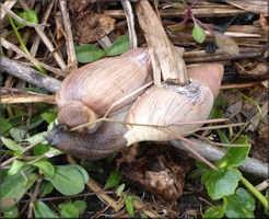 Euglandina rosea (Frussac, 1821) Mating