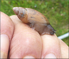 Euglandina rosea (Frussac, 1821) Juvenile