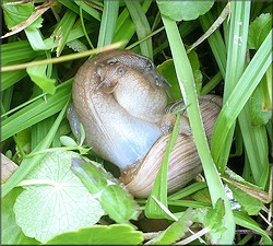 Euglandina rosea (Frussac, 1821) Mating In Situ