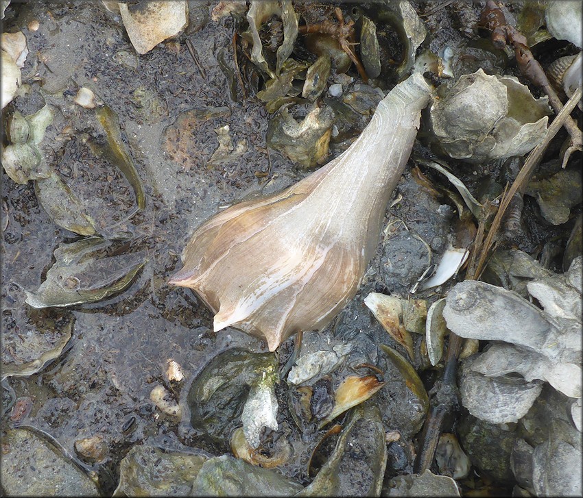 Busycon carica (Gmelin, 1791) Feeding On Oysters