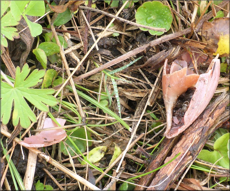 Euglandina rosea (Frussac, 1821) Predator Damage