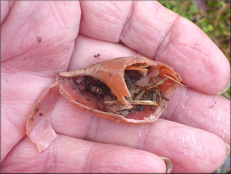 Euglandina rosea (Frussac, 1821) Predator Damage