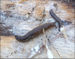 Deroceras laeve (Mller, 1774) Meadow Slug