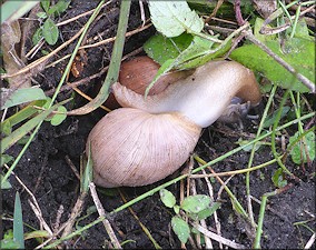 Euglandina rosea (Frussac, 1821) Mating In Situ