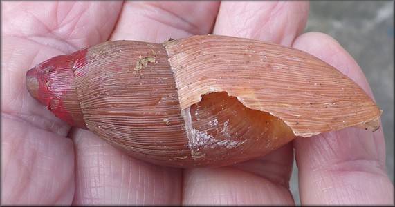 Euglandina rosea (Frussac, 1821) Predation By Probably Small Mammal
