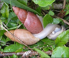 Euglandina rosea (Frussac, 1821) Mating