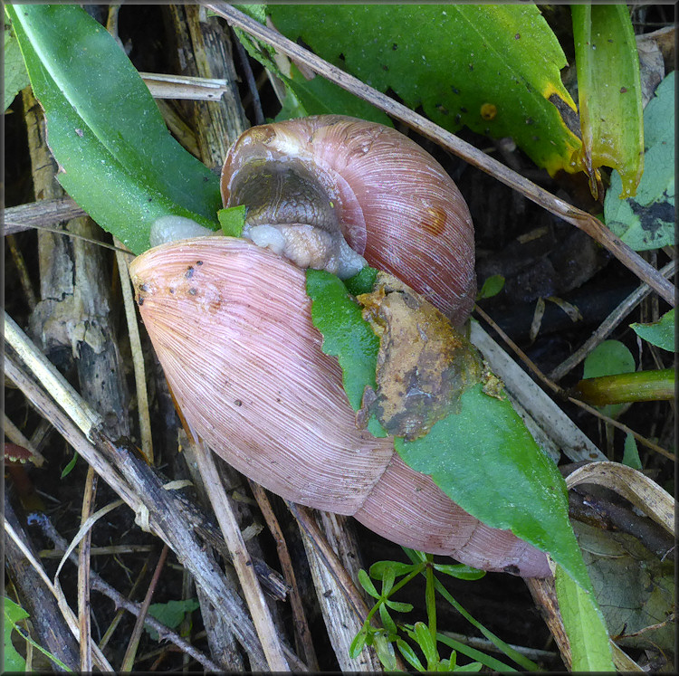 Euglandina rosea (Frussac, 1821) Mating