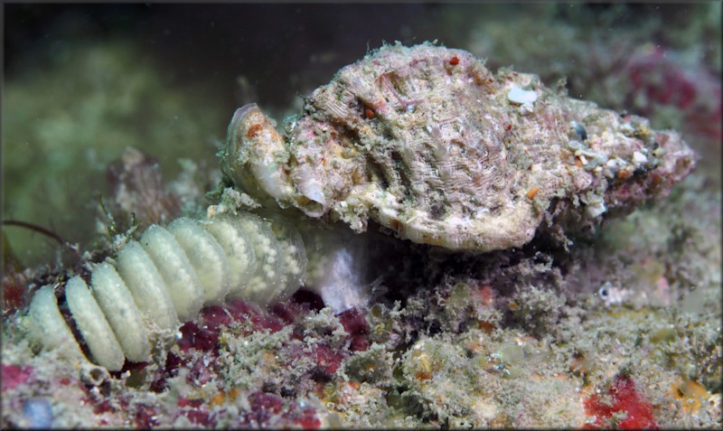 Dermomurex pauperculus (C. B. Adams, 1850) Begger Aspella With Eggs