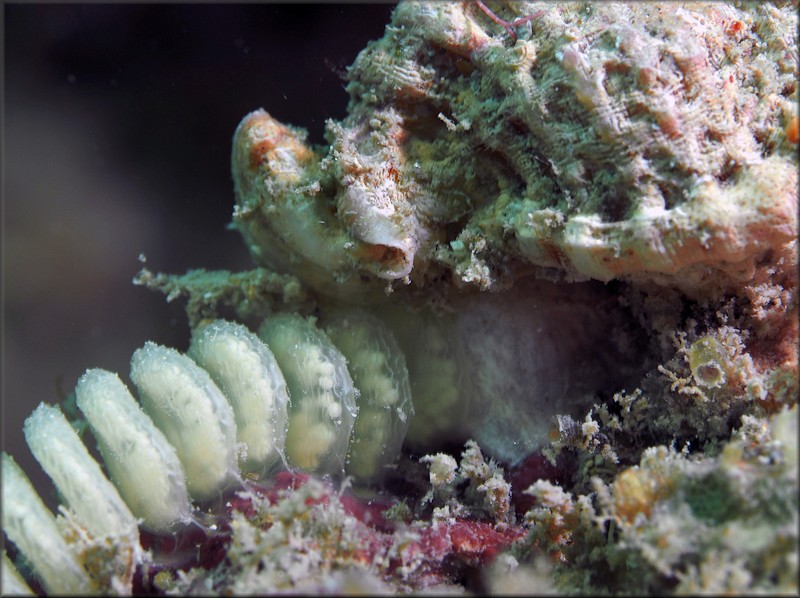 Dermomurex pauperculus (C. B. Adams, 1850) Begger Aspella With Eggs