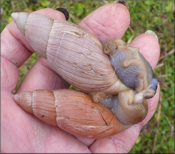 Euglandina rosea (Frussac, 1821) Mating