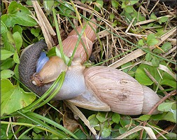 Euglandina rosea (Frussac, 1821) Mating