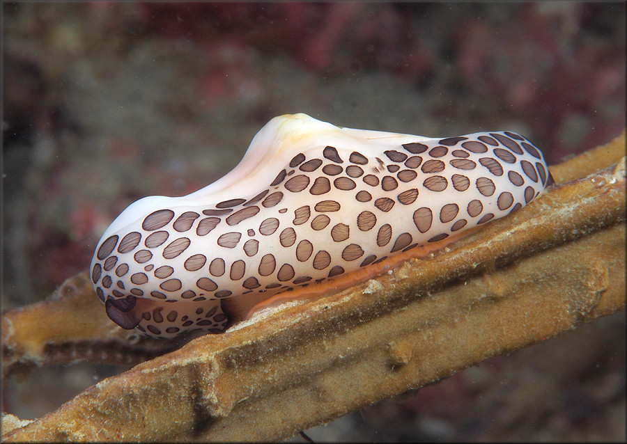 Cyphoma mcgintyi Pilsbry, 1939 McGinty's Cyphoma