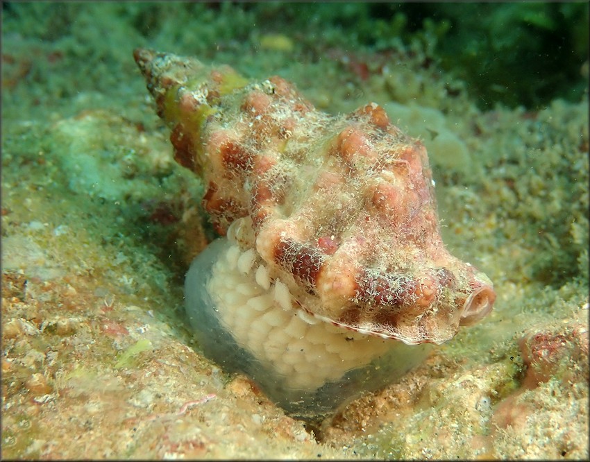 Dulcerana cubaniana (d'Orbigny, 1847) Granular Frogsnail With Eggs