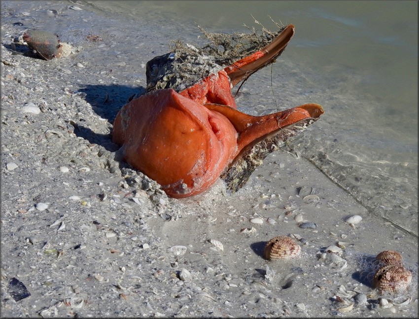 Triplofusus giganteus (Kiener, 1840) Mating