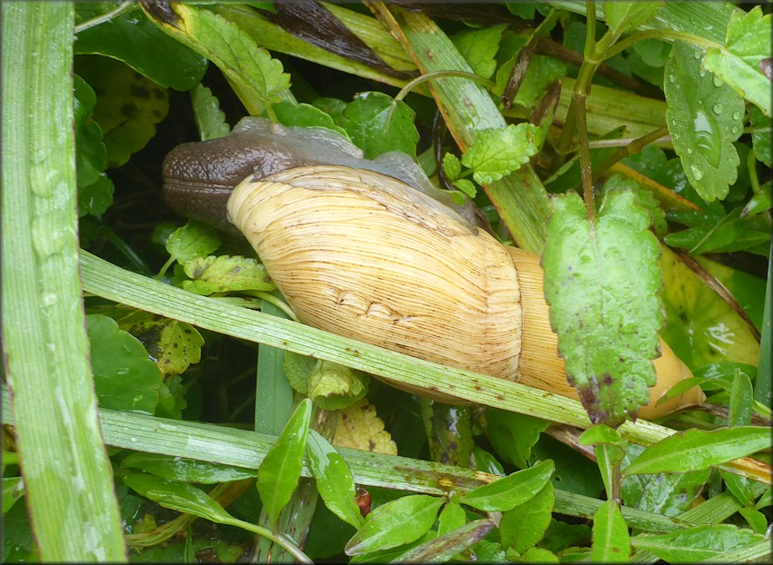 Euglandina rosea (Frussac, 1821) Rosy Wolfsnail In Situ