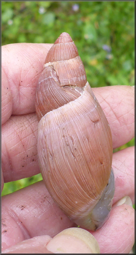 Euglandina rosea (Frussac, 1821) Damaged Shell