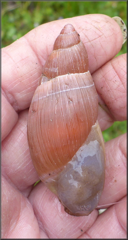 Euglandina rosea (Frussac, 1821) Damaged Shell