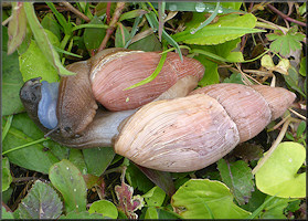 Euglandina rosea (Frussac, 1821) Mating