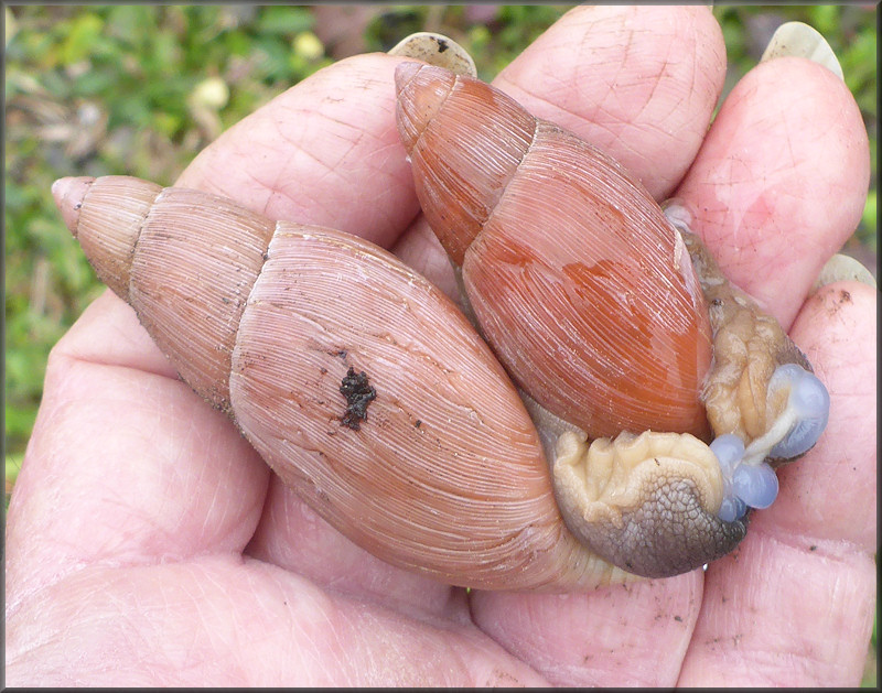 Euglandina rosea (Frussac, 1821) Mating