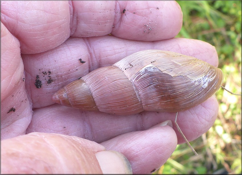Euglandina rosea (Frussac, 1821) Damaged Shell