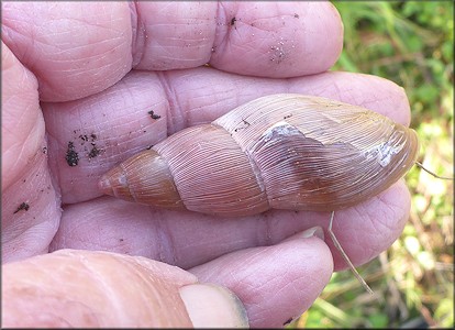 Euglandina rosea (Frussac, 1821) Damaged Shell