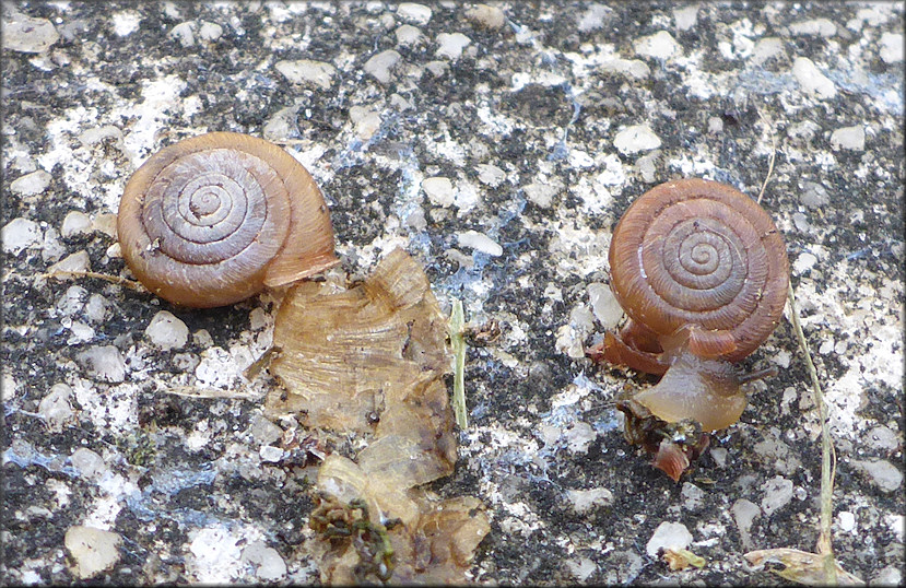 Polygyra cereolus (Mhlfeld, 1816) Southern Flatcoil Feeding On Deceased Worm