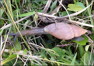 Euglandina rosea (Frussac, 1821) Rosy Wolfsnail In Situ