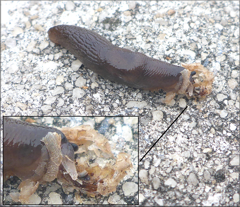Deroceras laeve (Mller, 1774) Feeding On Unidentified Crushed Mollusk