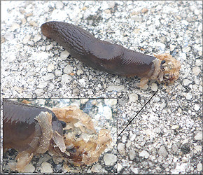 Deroceras laeve (Mller, 1774) Feeding On Unidentified Crushed Mollusk