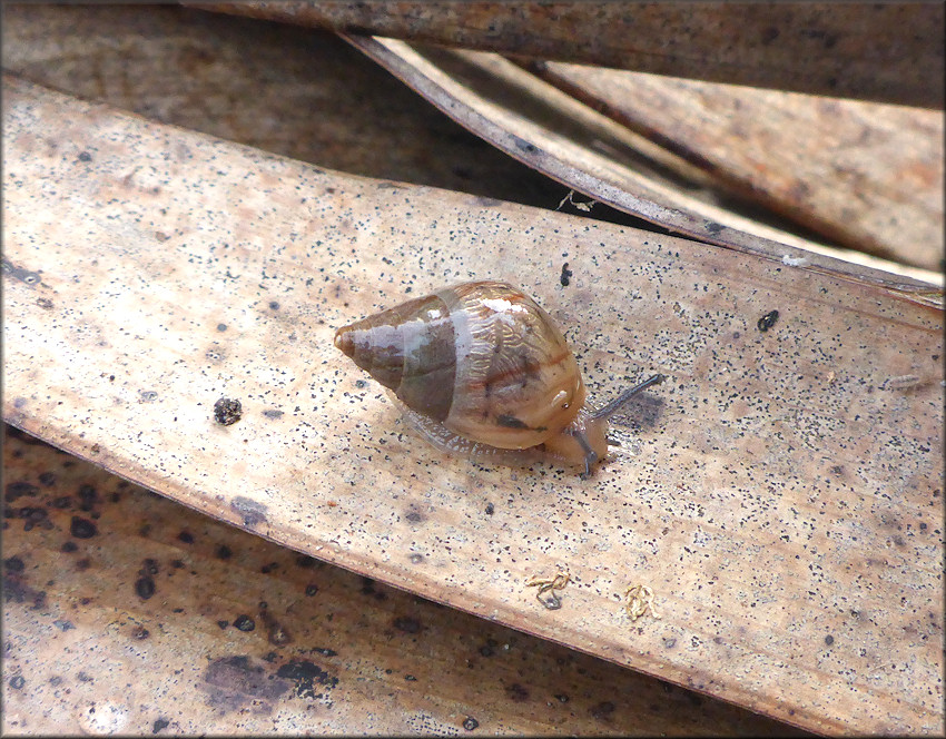 Bulimulus sporadicus (d’Orbigny, 1835) Juvenile In Situ