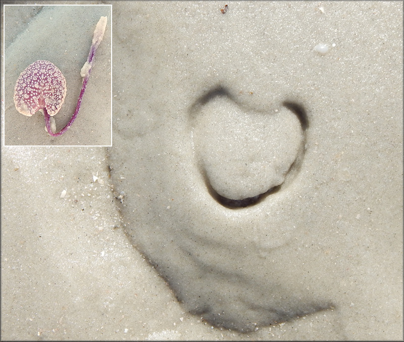 Renilla reniformis "Sea Pansy"