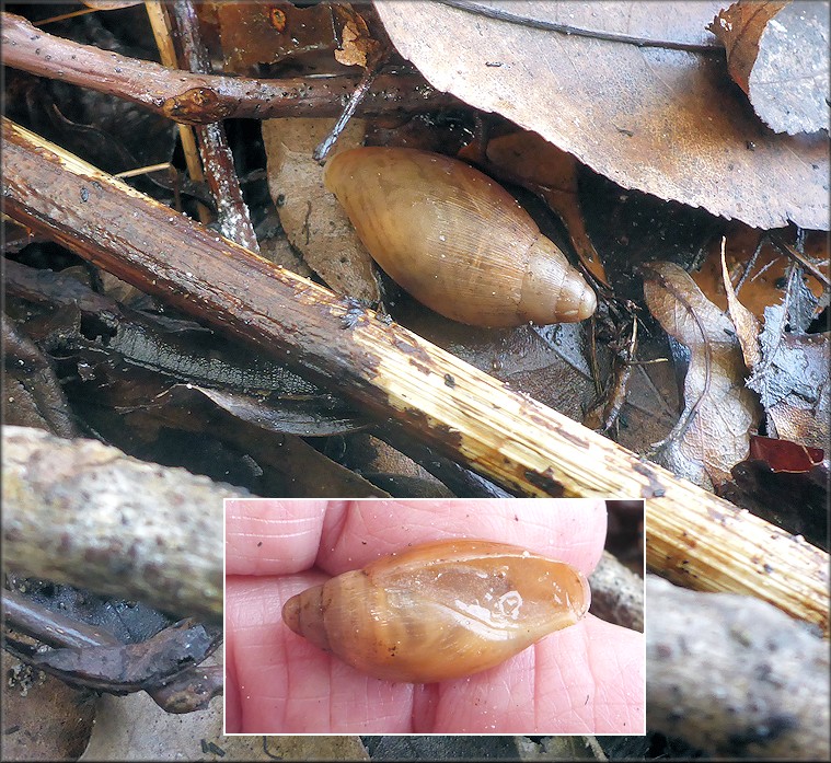 Euglandina rosea (Frussac, 1821) Juvenile In Situ