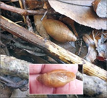 Euglandina rosea (Frussac, 1821) Juvenile In Situ