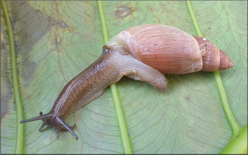 Euglandina rosea (Frussac, 1821) Damaged Shell