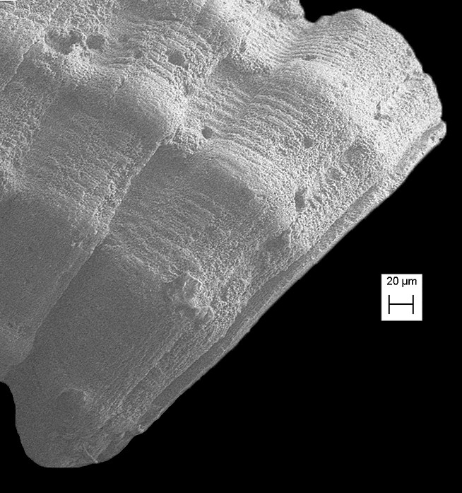 Caecum imbricatum Carpenter, 1858 Imbricate Caecum