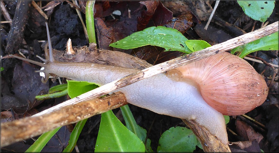 Euglandina rosea (Frussac, 1821) Rosy Wolfsnail In Situ