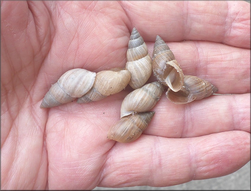 Bulimulus sporadicus On Bowden Road At The Interstate 95 Overpass