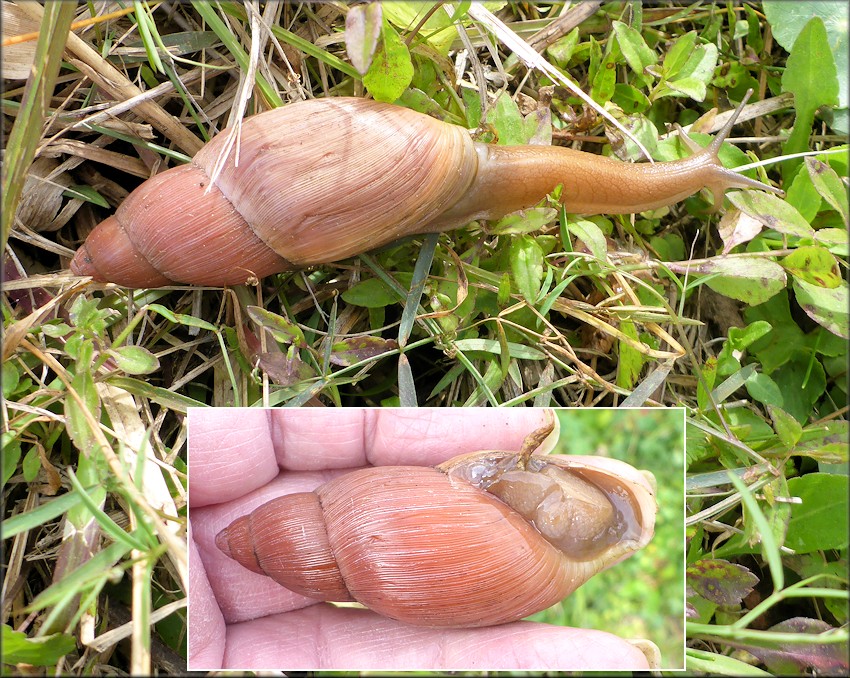 Euglandina rosea (Frussac, 1821) Rosy Wolfsnail In Situ