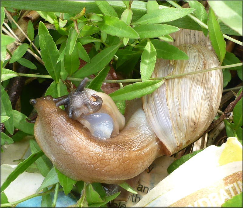 Euglandina rosea (Frussac, 1821) Mating